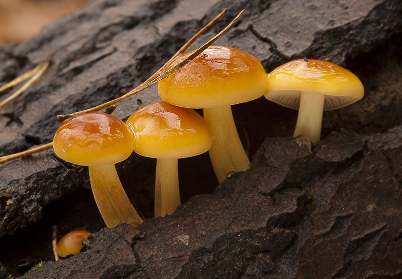 Flammulina velutipes